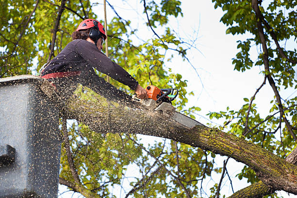 Best Tree and Shrub Care  in Forest Heights, TX