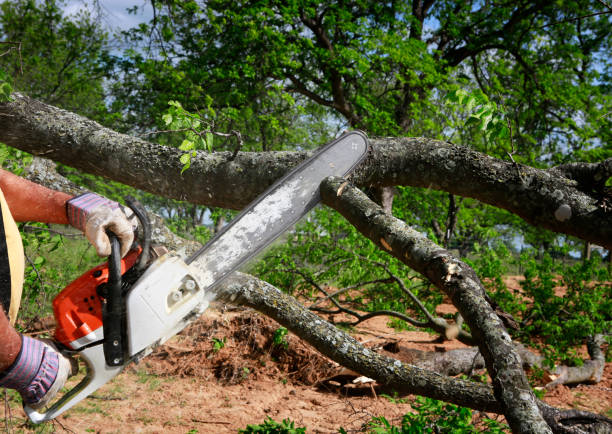 How Our Tree Care Process Works  in  Forest Heights, TX